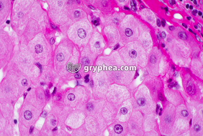 Foie et cellules hépatiques x200 - gryphea.org